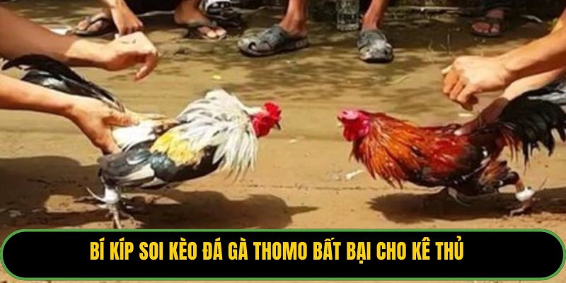 Bí kíp soi kèo đá gà Thomo bất bại cho kê thủ.
