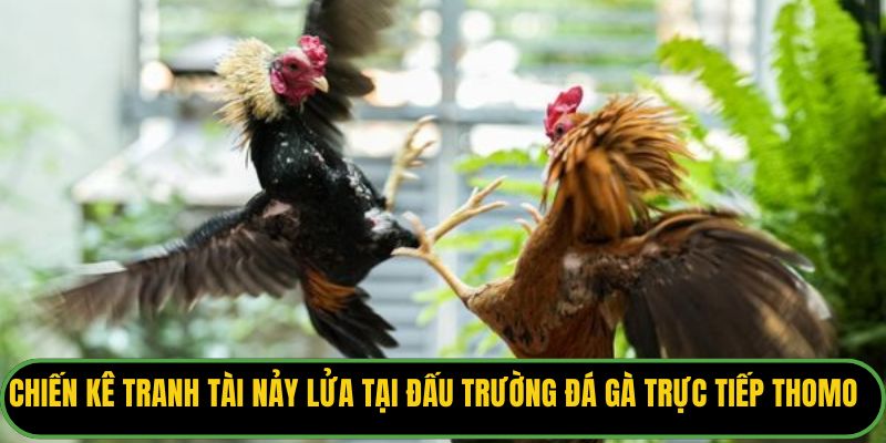 Chiến kê tranh tài nảy lửa tại đấu trường đá gà trực tiếp Thomo
