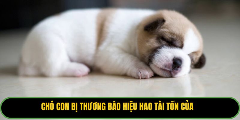 Chó con bị thương báo hiệu hao tài tốn của.