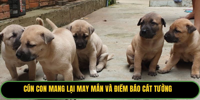 Cún con mang lại may mắn và điềm báo cát tường.