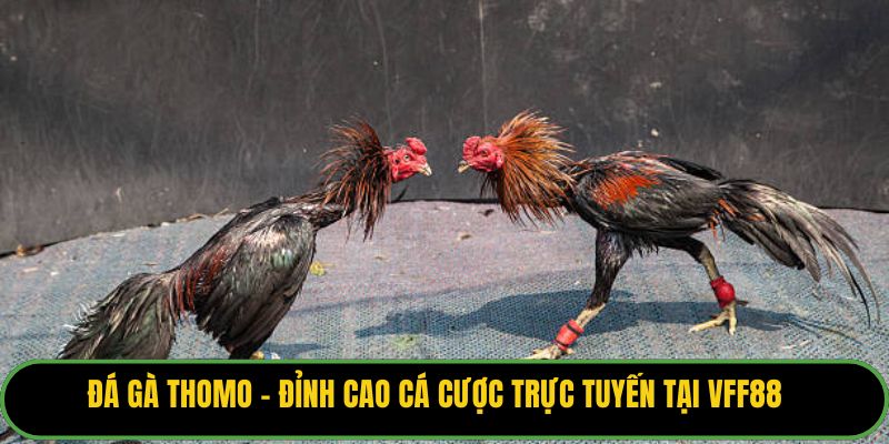 Đá Gà Thomo