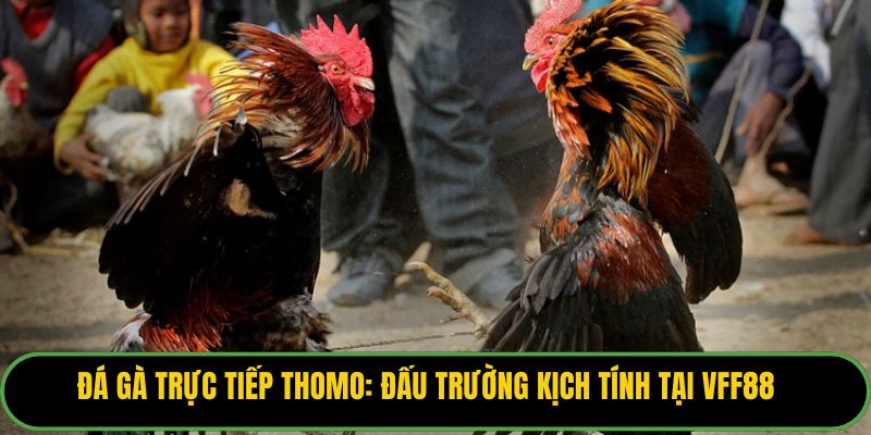 Đá Gà Trực Tiếp Thomo
