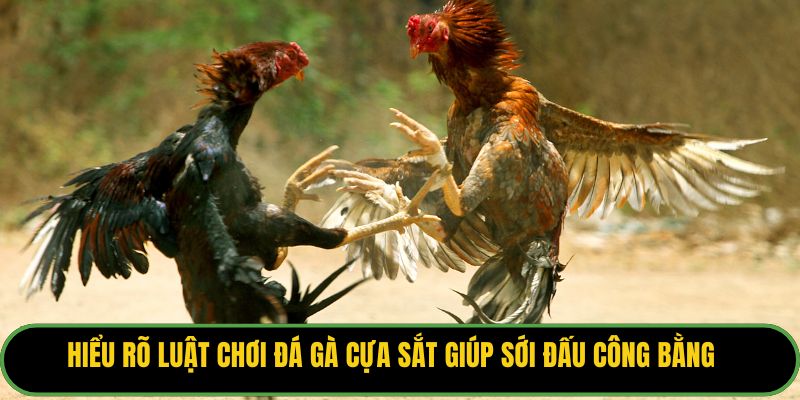 Hiểu rõ luật chơi đá gà cựa sắt giúp sới đấu công bằng.