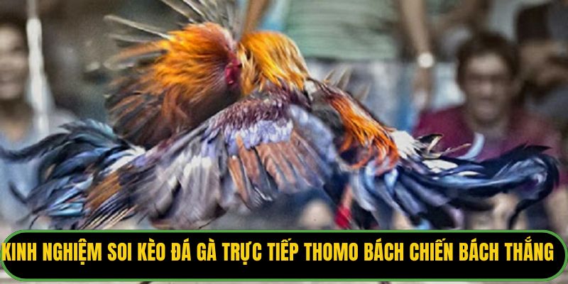 Kinh nghiệm soi kèo đá gà trực tiếp Thomo bách chiến bách thắng.
