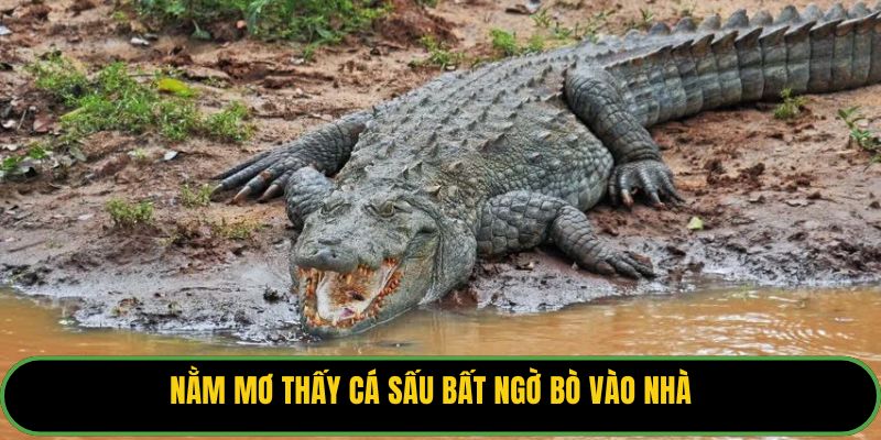 Nằm mơ thấy cá sấu bất ngờ bò vào nhà.