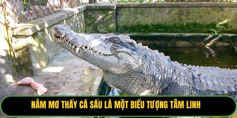Nằm mơ thấy cá sấu là một biểu tượng tâm linh.