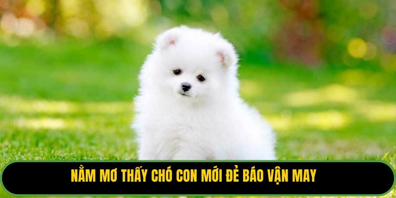 Nằm mơ thấy chó con mới đẻ báo vận may.