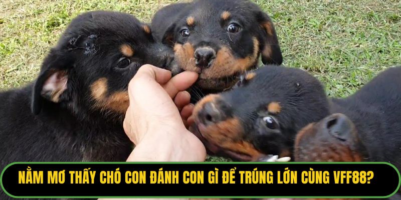 Nằm Mơ Thấy Chó Con
