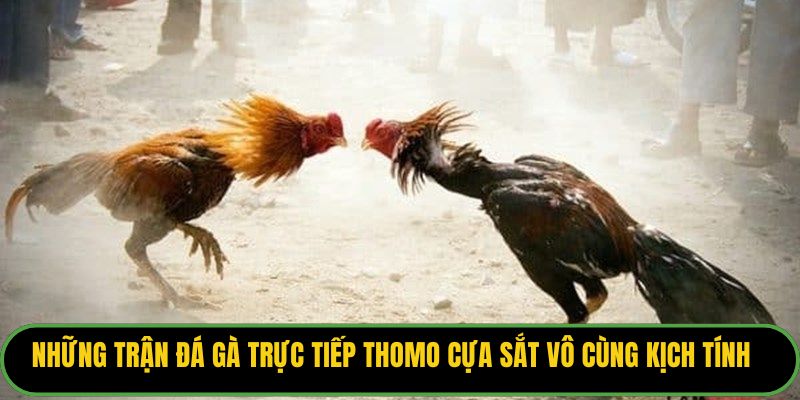 Những trận đá gà trực tiếp Thomo cựa sắt vô cùng kịch tính.