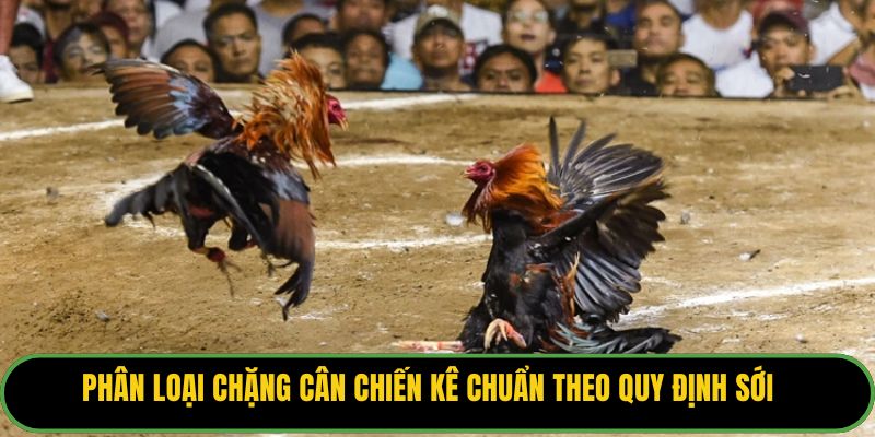 Phân loại chặng cân chiến kê chuẩn theo quy định sới.