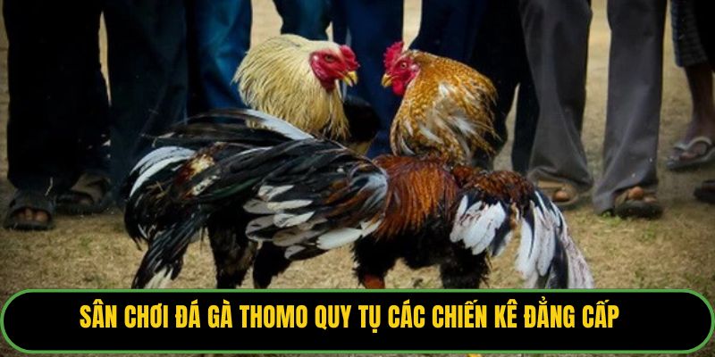 Sân chơi đá gà Thomo quy tụ các chiến kê đẳng cấp.