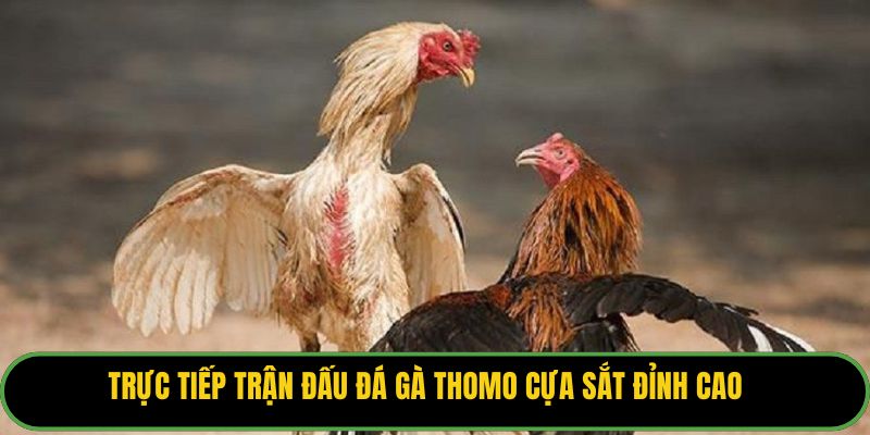 Trực tiếp trận đấu đá gà Thomo cựa sắt đỉnh cao.